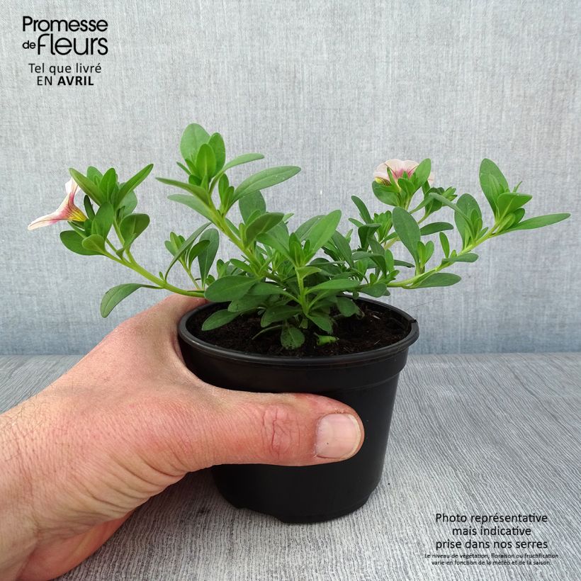 Calibrachoa hybrida Noa Almond Blossom 8/9 cm pot sample as delivered in spring