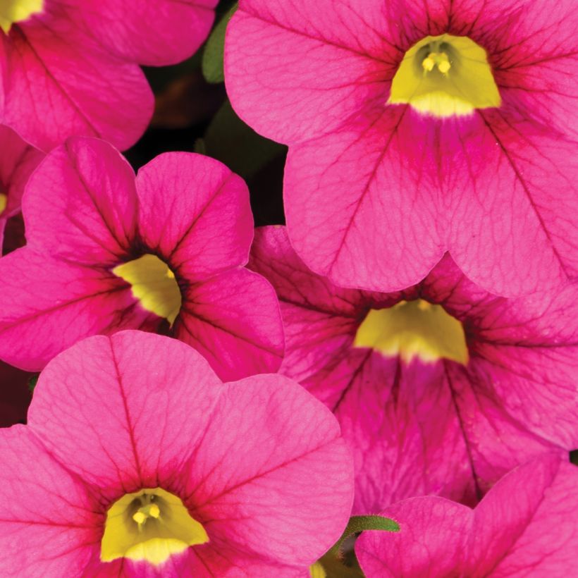 Calibrachoa Noa Bubblegum - Mini-Petunia (Flowering)