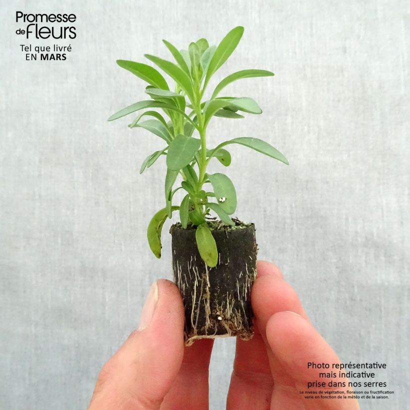 Calibrachoa Noa Dark Pink Carnival - Mini-Petunia Plug plant 3/4cm sample as delivered in spring