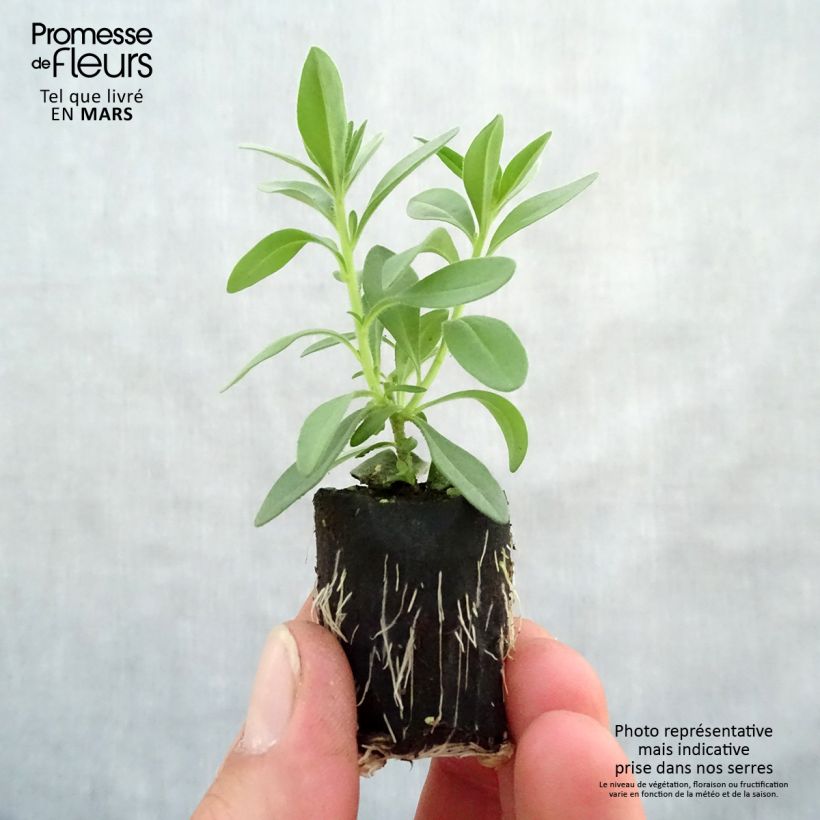 Calibrachoa Superbells Blackcurrant Punch - Mini-Petunia sample as delivered in spring