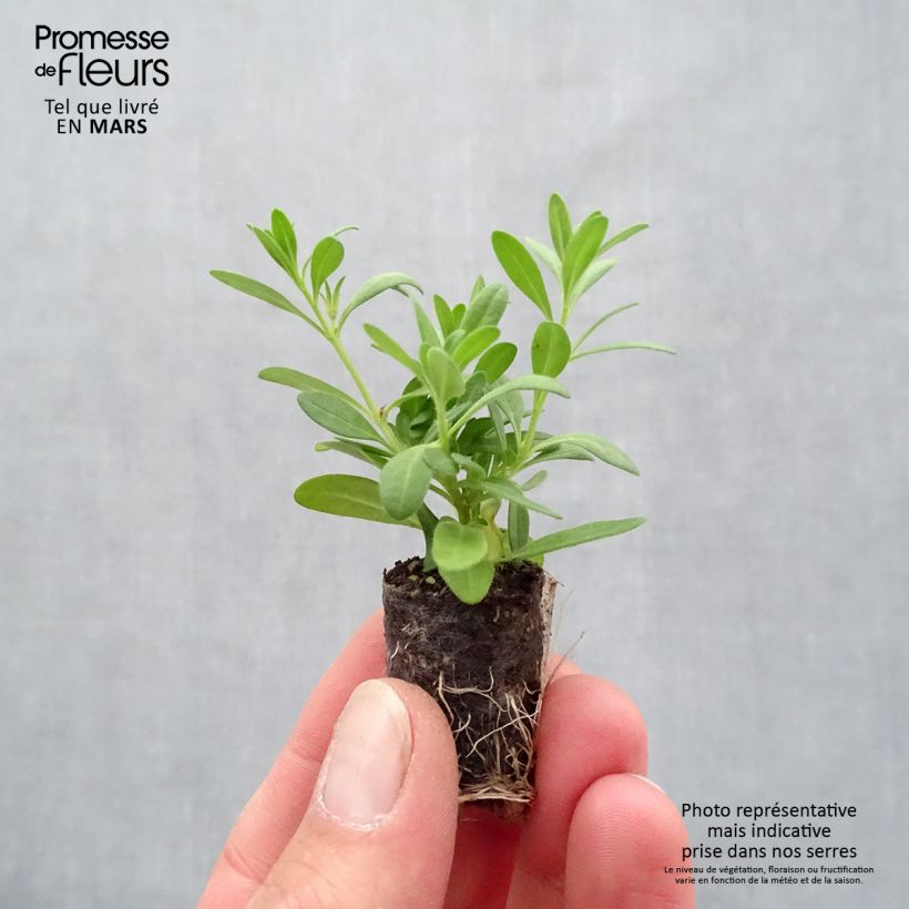 Calibrachoa Superbells Cherry Star - Mini Petunia Plug plant 1.5/2.5 cm sample as delivered in spring