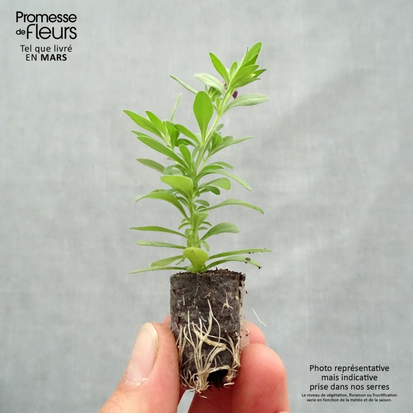 Calibrachoa Superbells Grape Punch - Mini Petunia Plug plant 1.5/2.5 cm sample as delivered in spring