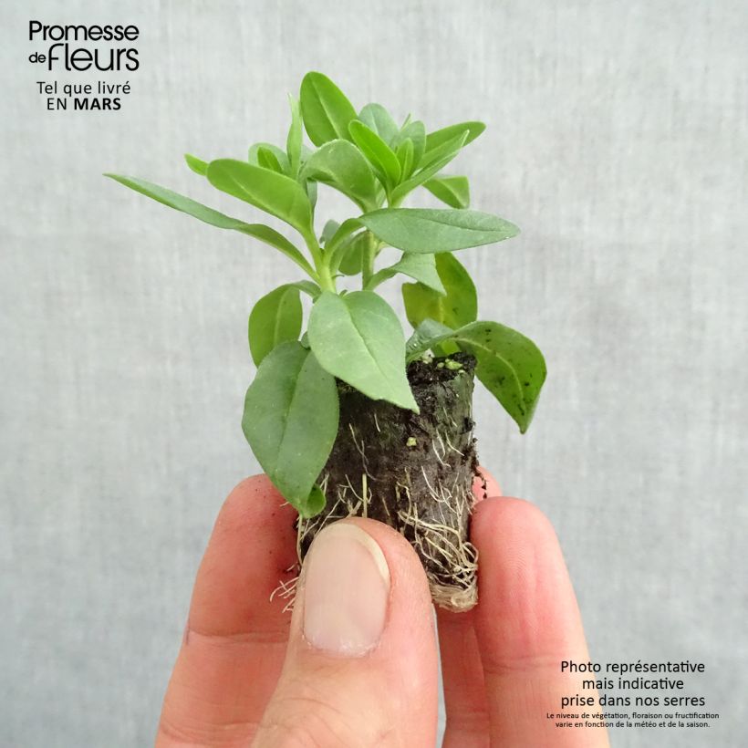 Calibrachoa Superbells Lemon Slice - Mini-Petunia Plug plant 3/4cm sample as delivered in spring