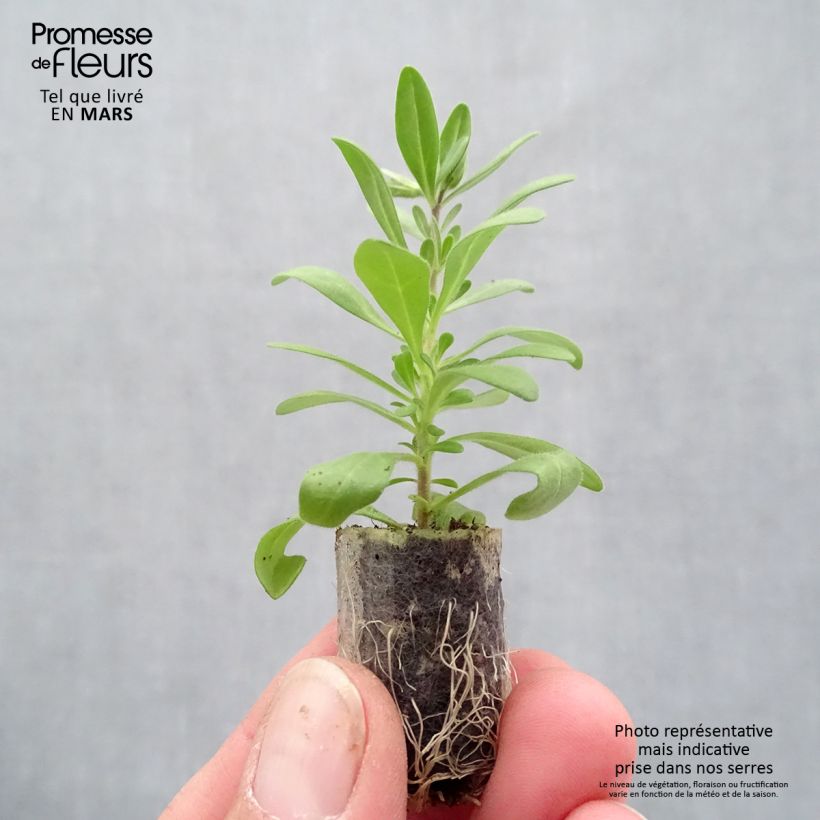 Calibrachoa Superbells Pomegranate Punch - Mini-Petunia Plug plant 1.5/2.5 cm sample as delivered in spring