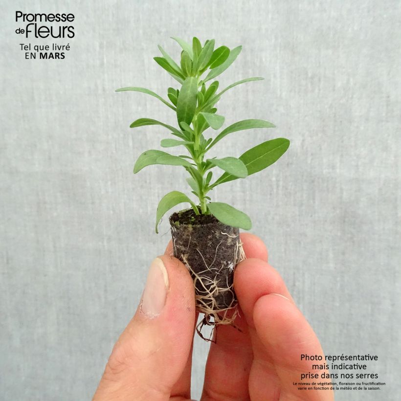 Calibrachoa Superbells Sweet Love - Mini-Petunia Plug plant 3/4cm sample as delivered in spring
