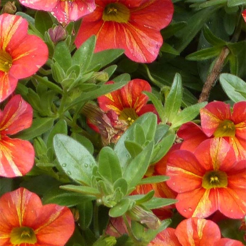 Calibrachoa Superbells Tropical Sunrise - Mini-Petunia (Foliage)