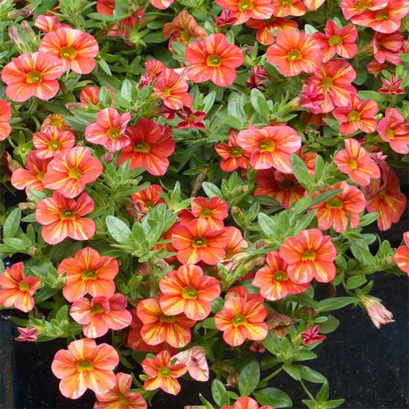 Calibrachoa Superbells Tropical Sunrise - Mini-Petunia (Plant habit)