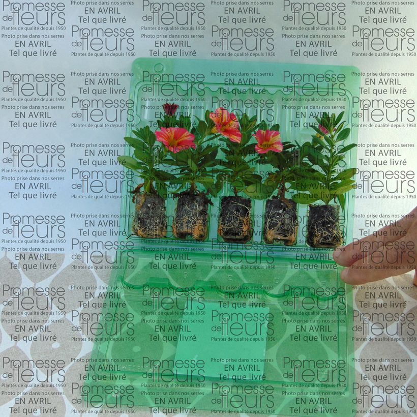 Example of Calibrachoa Superbells Tropical Sunrise - Mini-Petunia Plug plant 3/4cm specimen as delivered