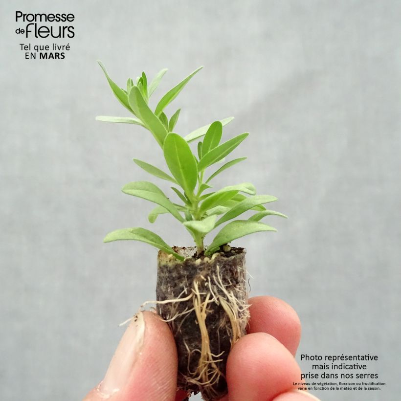 Calibrachoa Superbells Unique Mango Punch - Mini-Petunia Plug plant 1.5/2.5 cm sample as delivered in spring