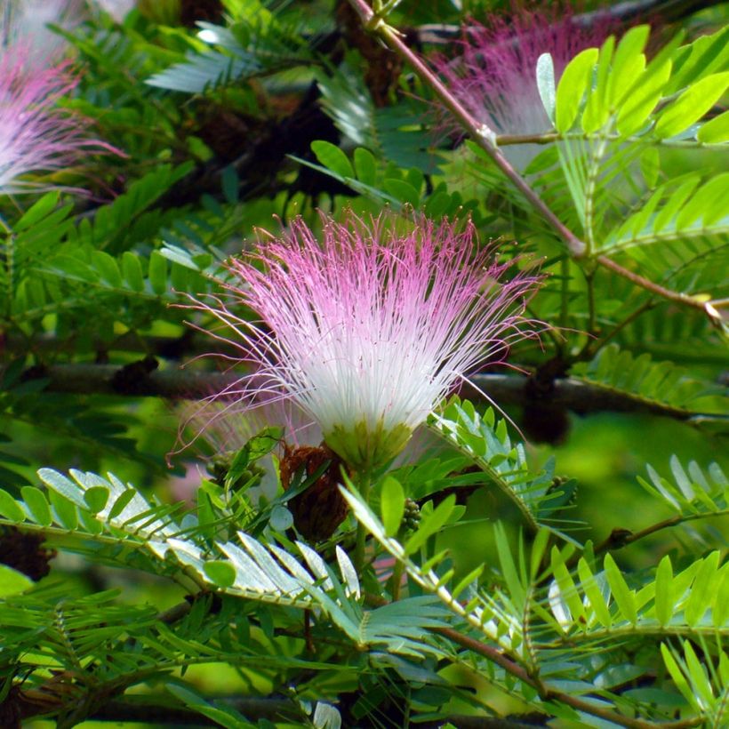 Calliandra surinamensis (Flowering)