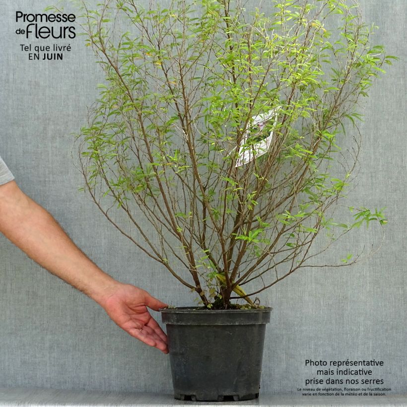 Calliandra surinamensis Dixie Pink 7.5L/10L pot sample as delivered in summer