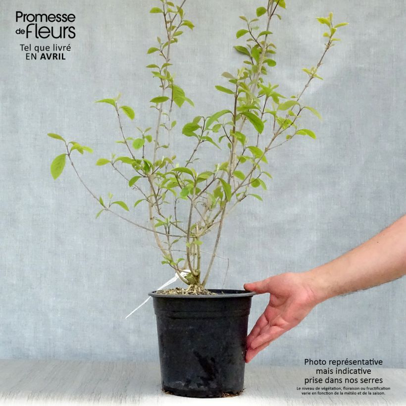 Callicarpa bodinieri Imperial Pearl 3L/4L pot sample as delivered in spring
