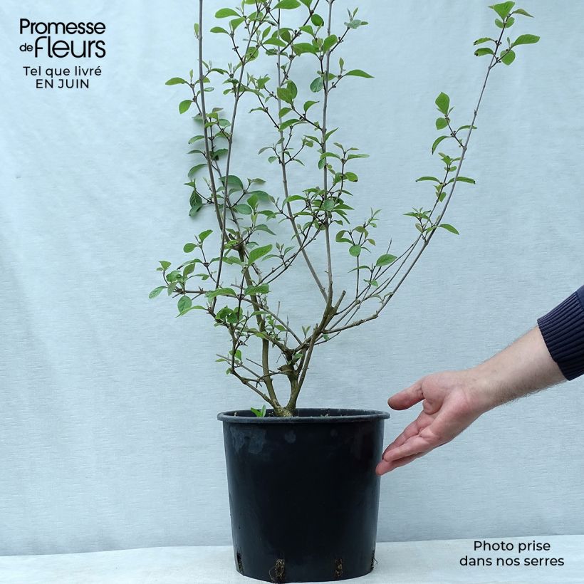 Callicarpa bodinieri var. giraldii Profusion 7.5L/10L pot sample as delivered in summer