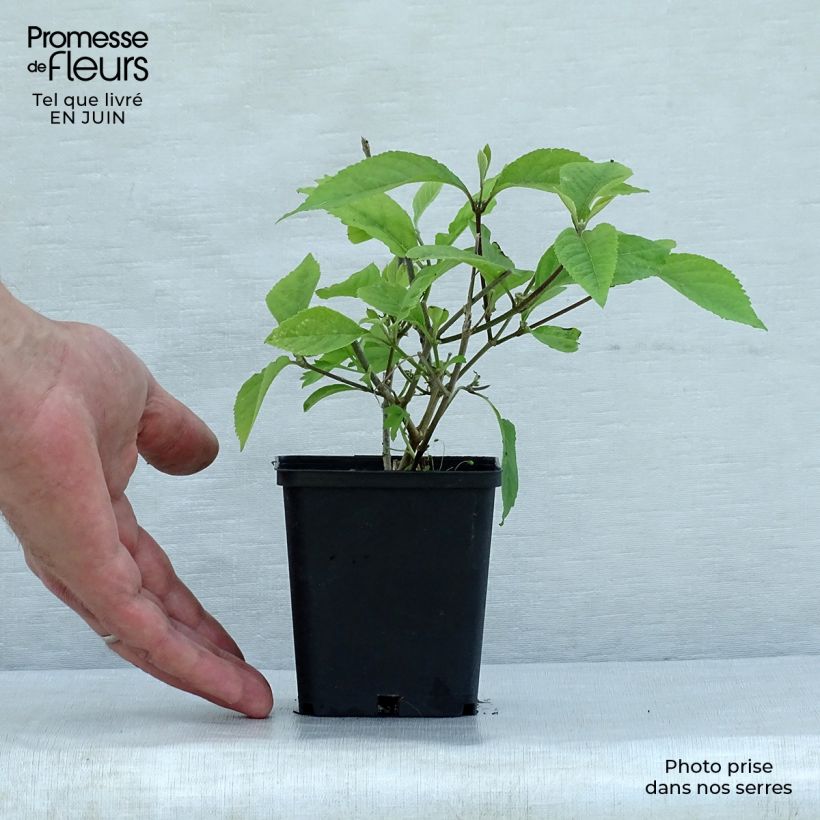 Callicarpa bodinieri var. giraldii Profusion 8/9 cm pot sample as delivered in summer