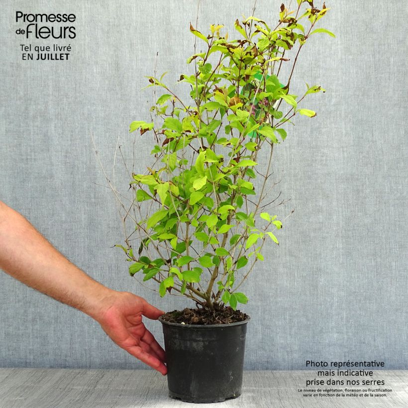 Callicarpa dichotoma 3L/4L pot sample as delivered in summer