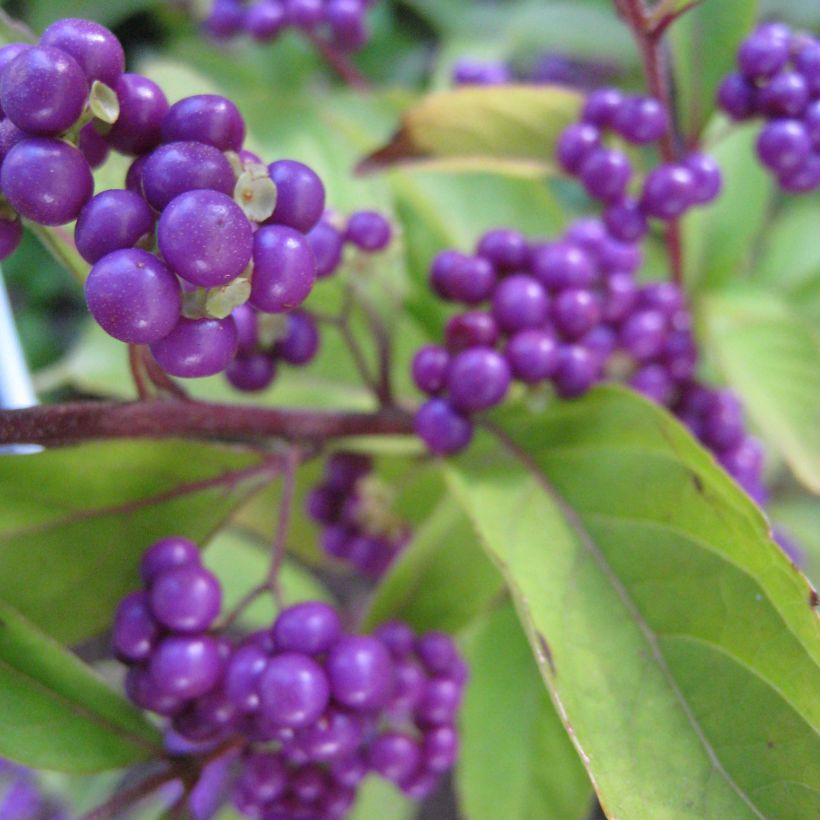 Callicarpa dichotoma Issai (Flowering)