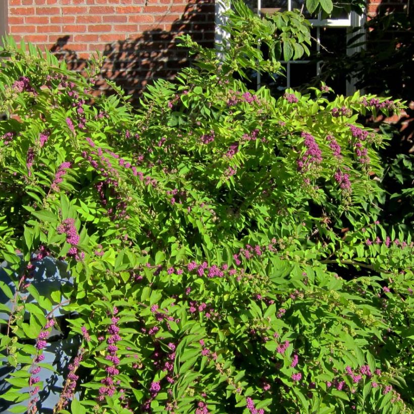 Callicarpa dichotoma Issai (Plant habit)