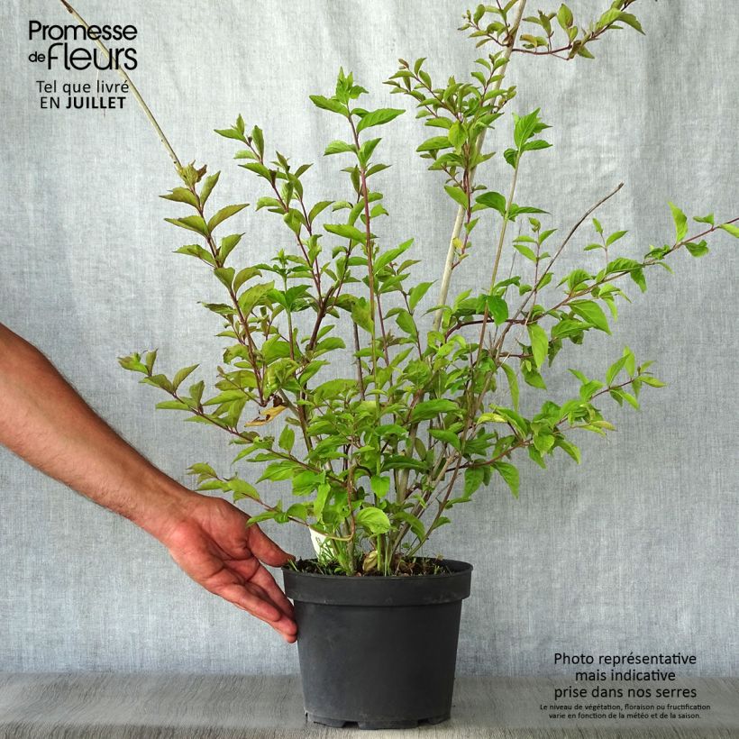 Callicarpa dichotoma Issai 3L/4L pot sample as delivered in summer