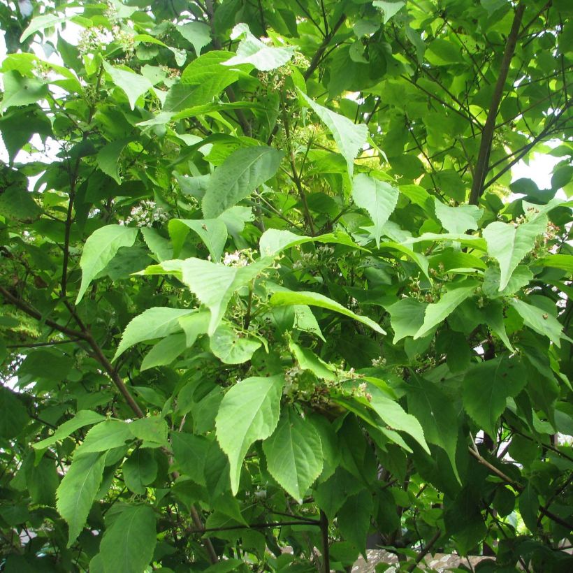 Callicarpa japonica (Foliage)
