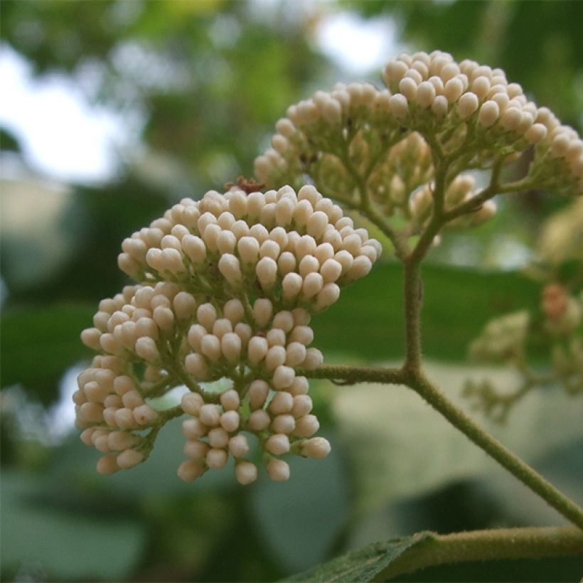 Callicarpa japonica Leucocarpa (Flowering)