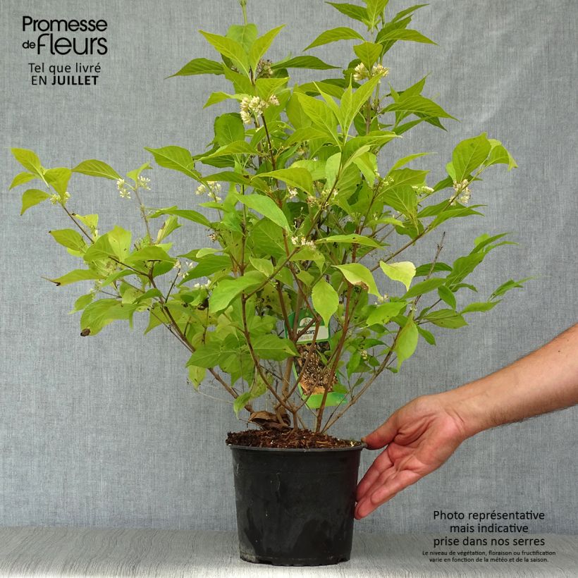 Callicarpa japonica Leucocarpa 2L/3L pot sample as delivered in summer