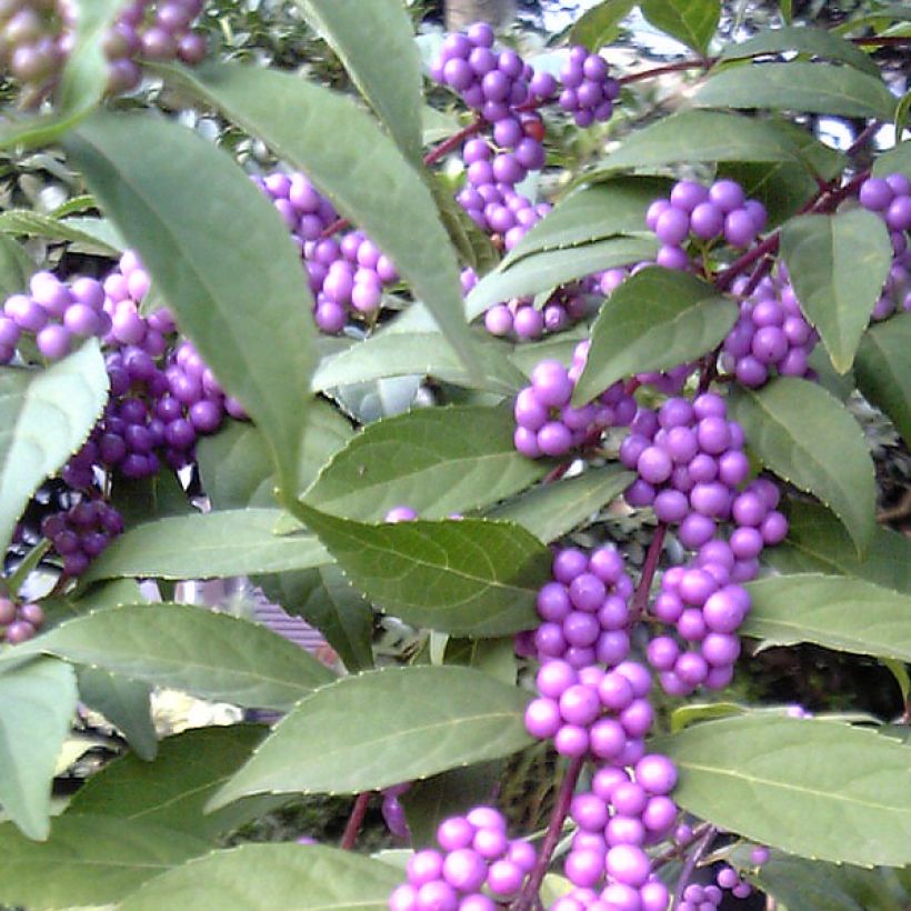 Callicarpa kwangtungensis (Harvest)