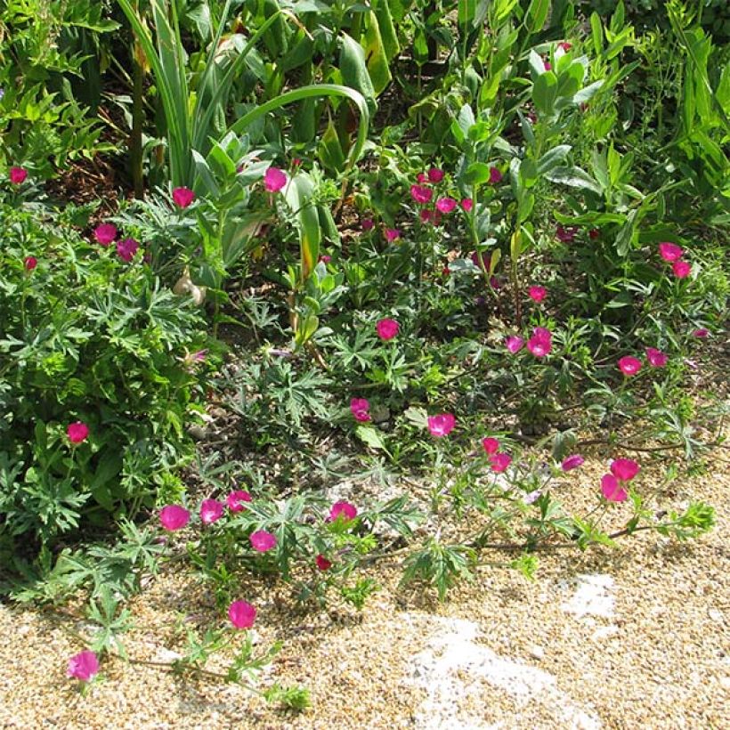 Callirhoe involucrata - Winecup (Plant habit)