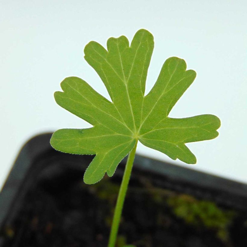 Callirhoe involucrata - Winecup (Foliage)