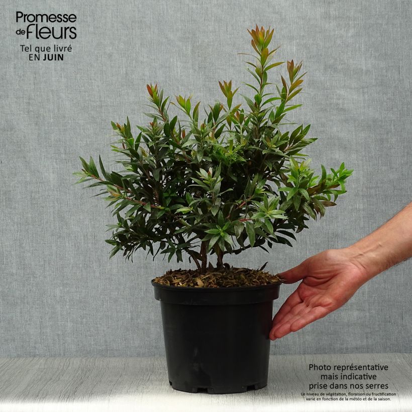 Callistemon citrinus Red Rocket - Bottlebrush 3L/4L pot sample as delivered in summer