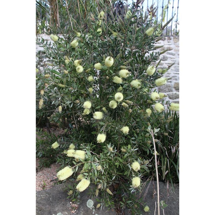 Callistemon citrinus Albus - Bottlebrush (Plant habit)