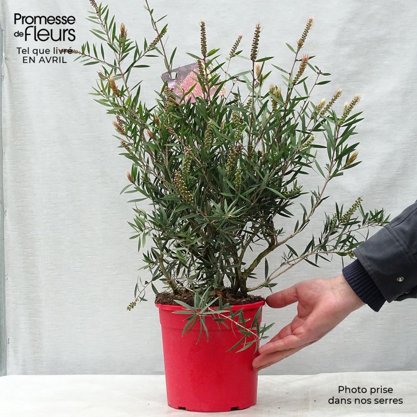 Callistemon citrinus Burgundy - Bottlebrush 3L/4L pot sample as delivered in spring