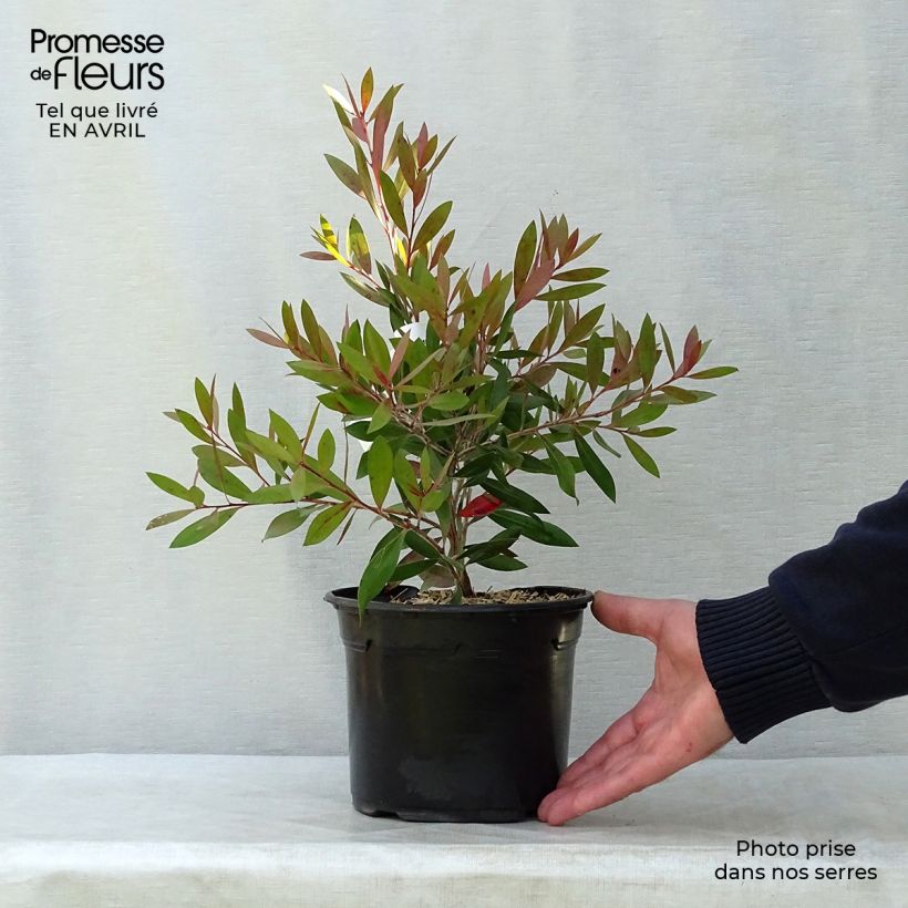 Callistemon citrinus Splendens - Bottlebrush 2L/3L pot sample as delivered in winter