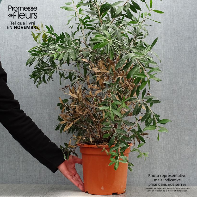 Callistemon citrinus Splendens - Bottlebrush 7.5L/10L pot sample as delivered in autumn