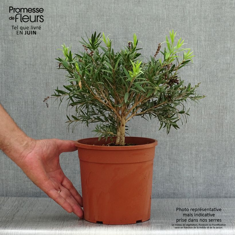 Callistemon masotti Mini Red - Bottlebrush 3L/4L pot sample as delivered in summer