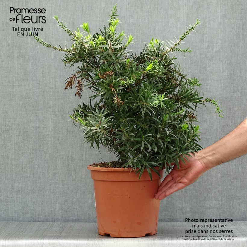 Callistemon masotti Mini Red - Bottlebrush 7.5L/10L pot sample as delivered in summer