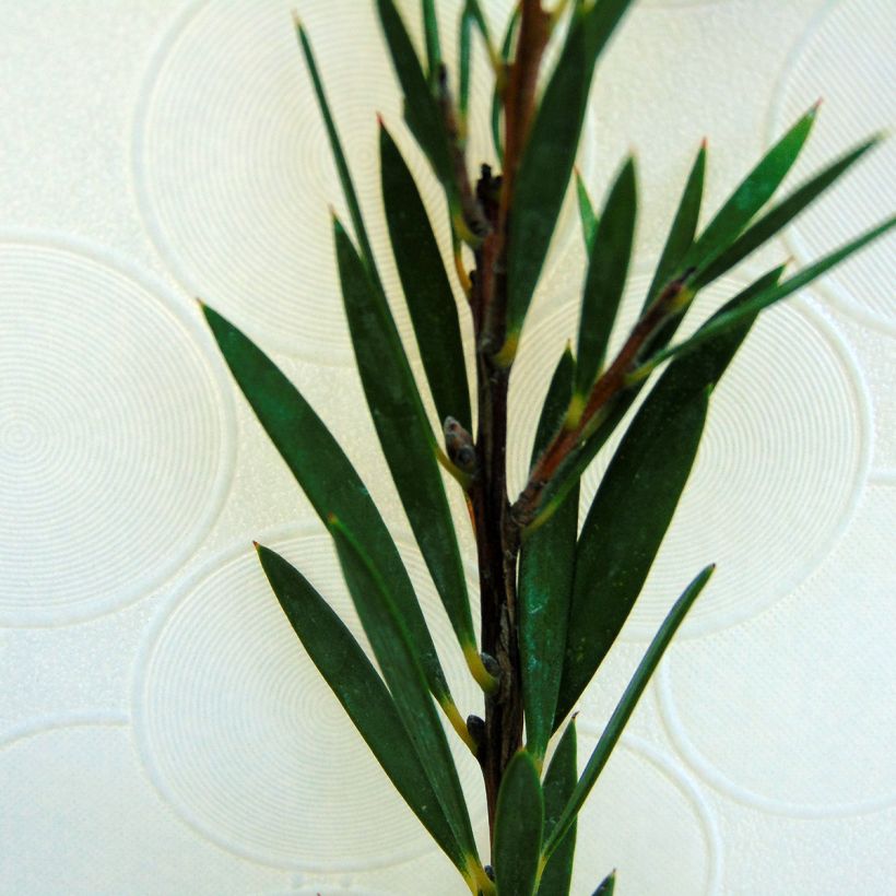 Callistemon rigidus - Bottlebrush (Foliage)