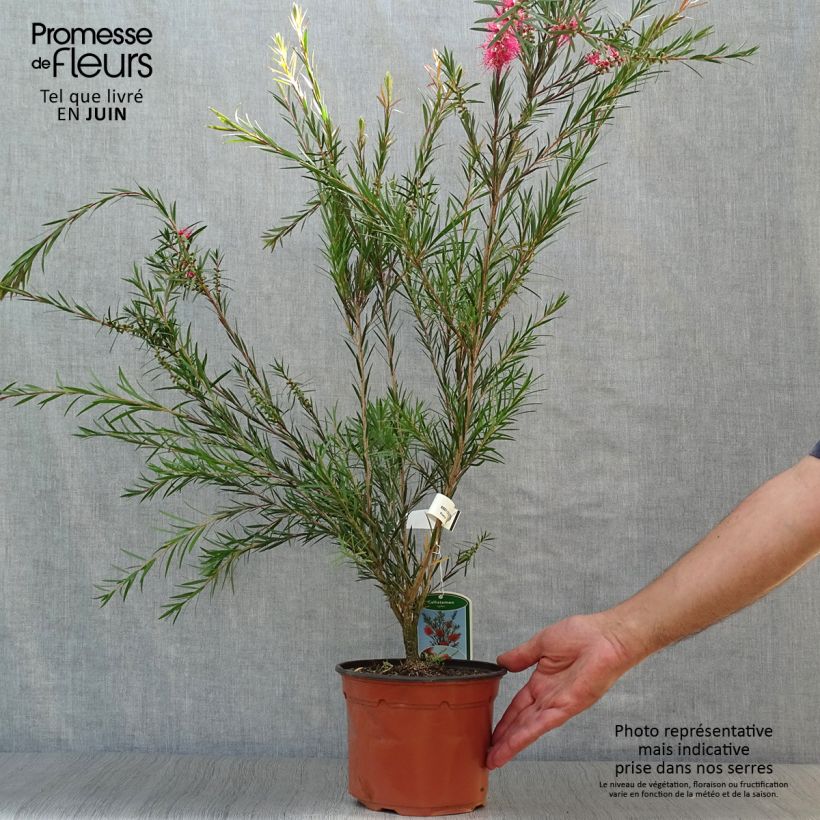 Callistemon rigidus - Bottlebrush 2L/3L pot sample as delivered in summer