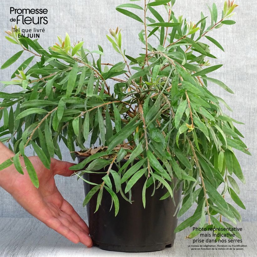 Callistemon salignus Perth Pink - Bottlebrush 4L/5L pot sample as delivered in summer