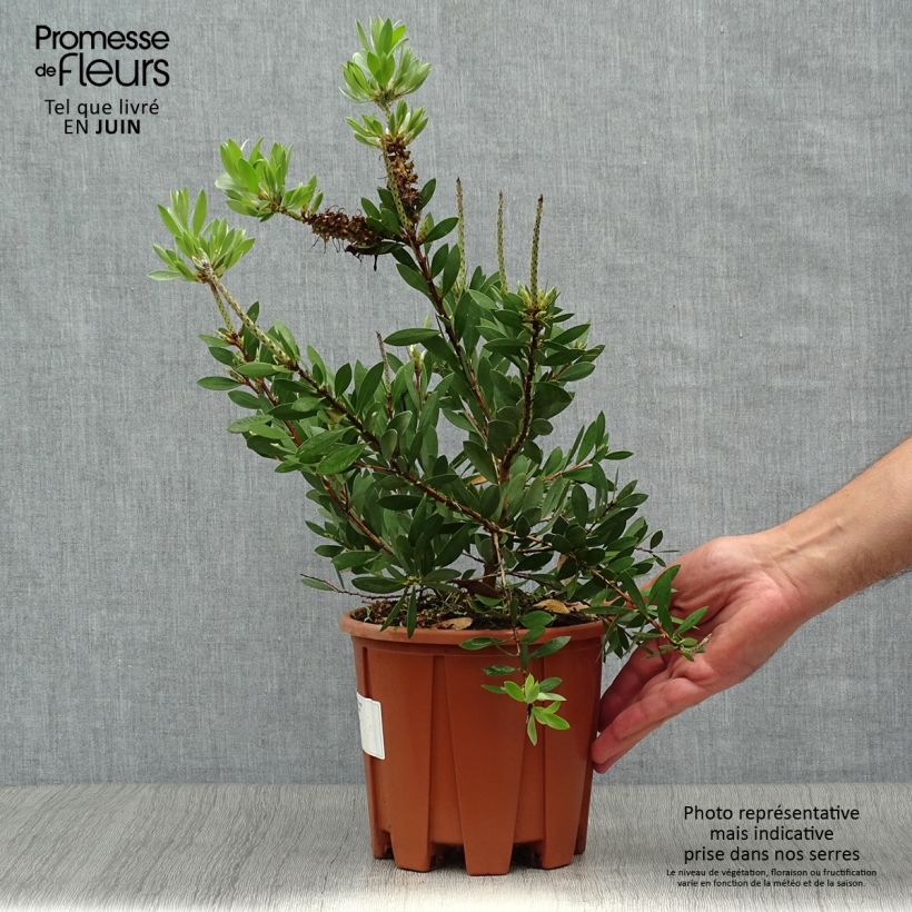 Callistemon salignus White - Bottlebrush 2L/3L pot sample as delivered in summer