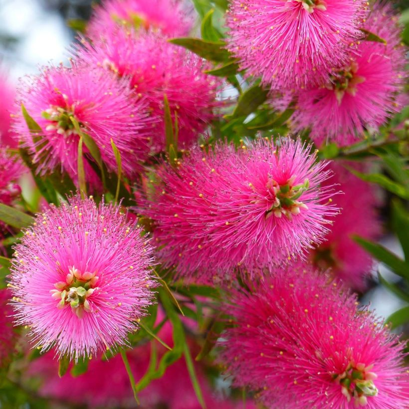 Callistemon viminalis Bright Pink - Bottlebrush (Flowering)