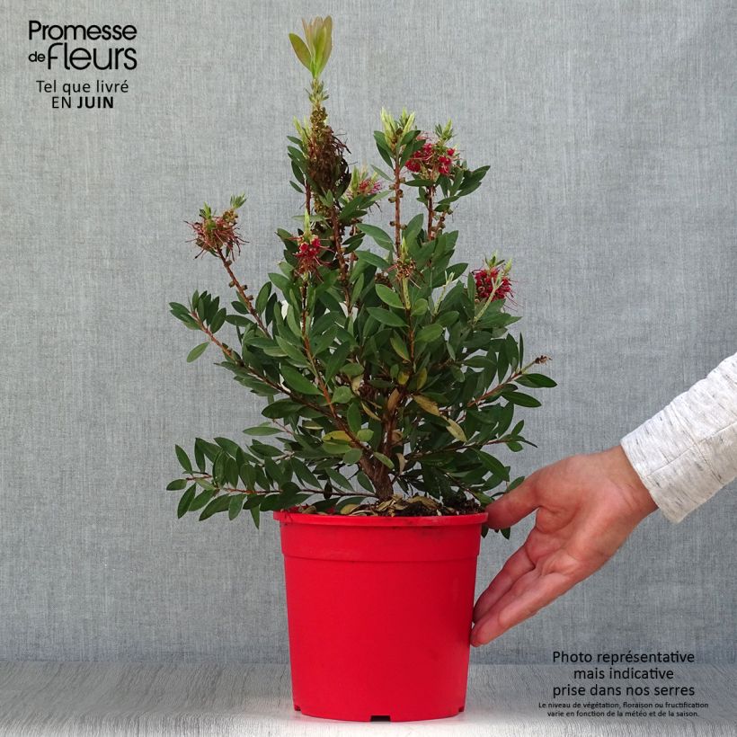 Callistemon viminalis Bright Pink - Bottlebrush 3L/4L pot sample as delivered in summer