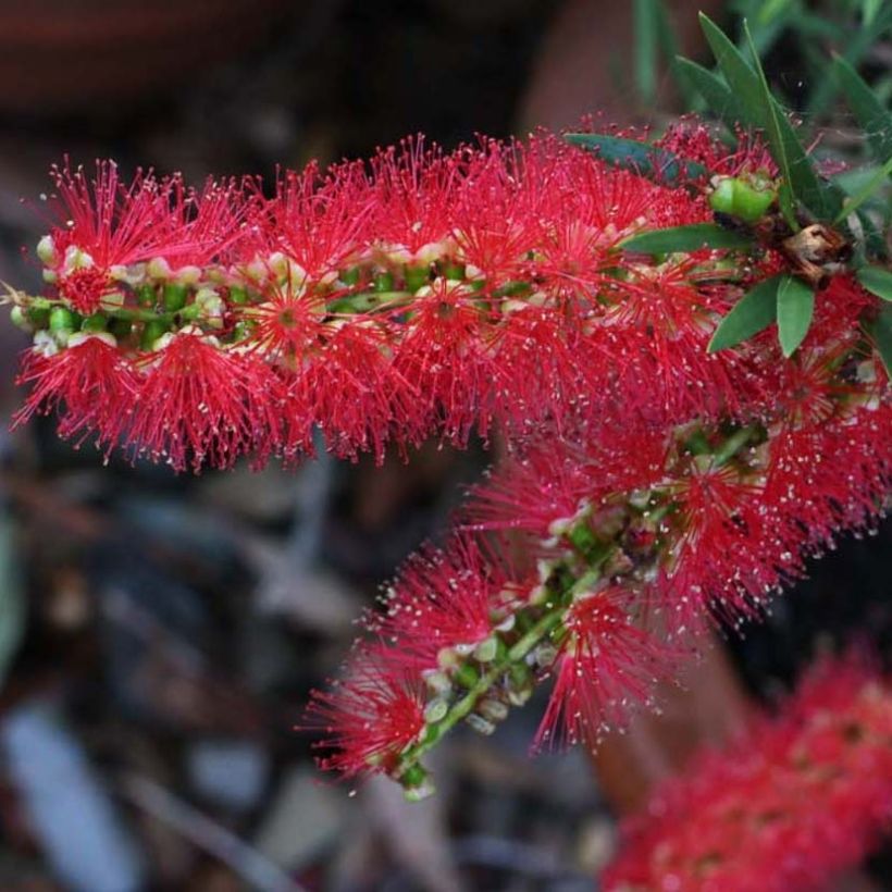 Callistemon viminalis Captain Cook - Bottlebrush (Flowering)