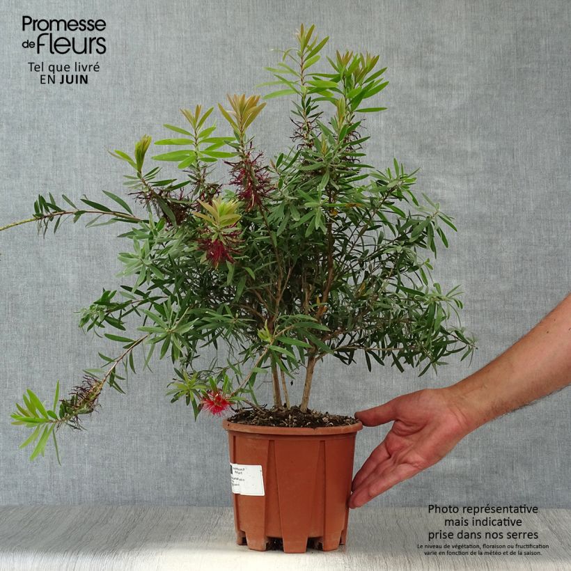 Callistemon viminalis Captain Cook - Bottlebrush 2L/3L pot sample as delivered in summer