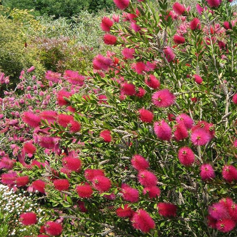 Callistemon viminalis Hot Pink - Bottlebrush (Flowering)