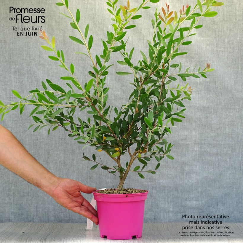 Callistemon viminalis Hot Pink - Bottlebrush 2L/3L pot sample as delivered in summer