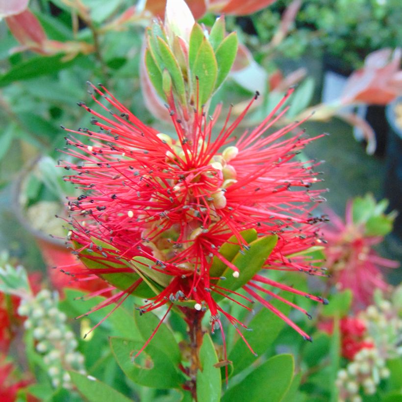 Callistemon laevis - Bottlebrush (Flowering)