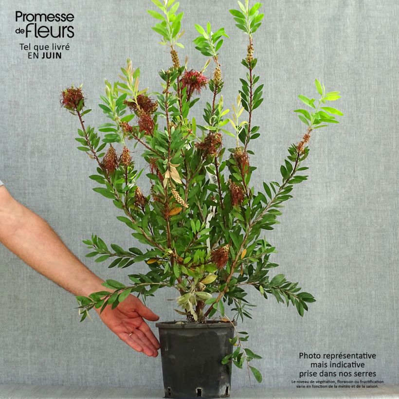 Callistemon laevis - Bottlebrush 1.5L/2L pot sample as delivered in summer