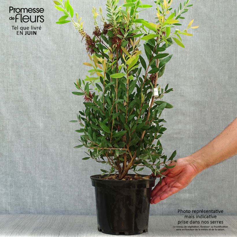 Callistemon laevis - Bottlebrush 3L/4L pot sample as delivered in summer