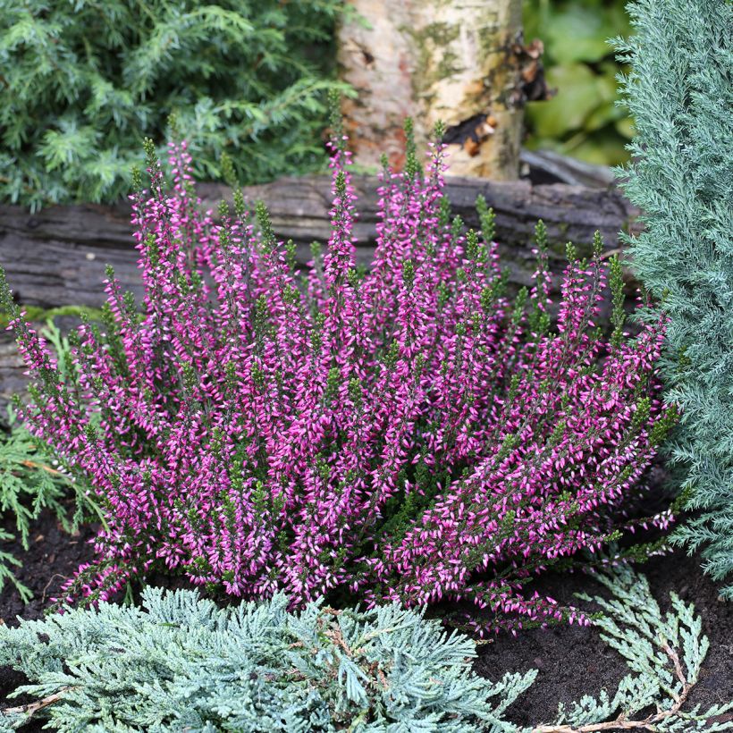 Calluna vulgaris Garden Girls Lilli - Heather (Plant habit)