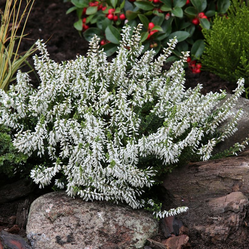 Calluna vulgaris Madonna - Heather (Plant habit)